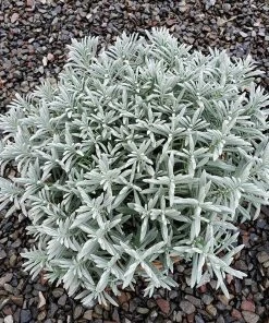 Sensational!™ Lavender -Outdoor Garden Care Shop lavandula sensational 1