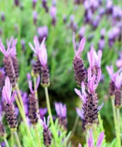 Purple Ribbon Spanish Lavender -Outdoor Garden Care Shop lavandula stoechas purple ribbon spanish lavender flowers 1