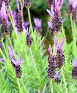 Purple Ribbon Spanish Lavender