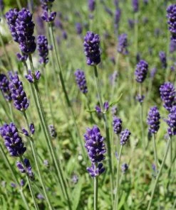 Hidcote Blue English Lavender