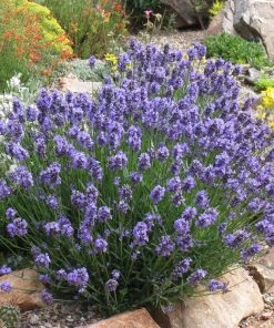 Thumbelina Leigh Dwarf English Lavender