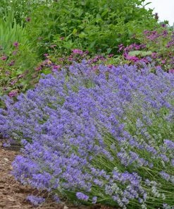 Blue Cushion English Lavender
