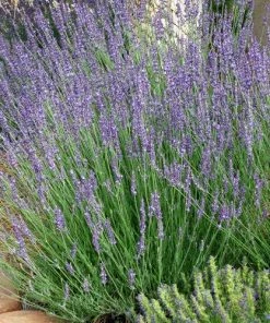 Gros Bleu French Lavender