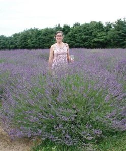 Phenomenal Lavender -Outdoor Garden Care Shop lavandula phenomenal cultivaris cropped 1