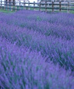Phenomenal Lavender