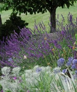 Sharon Roberts English Lavender -Outdoor Garden Care Shop lavandula sharon roberts 1