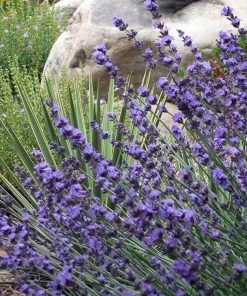 Sharon Roberts English Lavender -Outdoor Garden Care Shop lavender sharon roberts 1