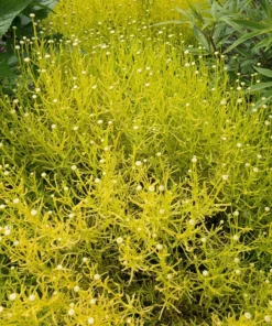 Lemon Fizz Santolina