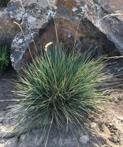 Basin Junior Wildrye