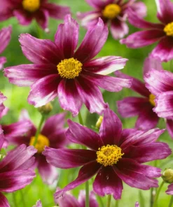 Li'l Bang™ Starstruck Coreopsis
