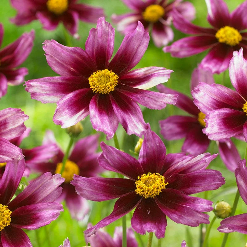 Li'l Bang™ Starstruck Coreopsis 1 Li'l Bang™ Starstruck Coreopsis