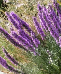 Summer Dreams Pre-Planned Garden 19 Summer Dreams Pre-Planned Garden -Outdoor Garden Care Shop liatris punctata 2 1