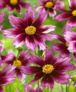 Butterfly Paradise Pre-Planned Cottage Garden -Outdoor Garden Care Shop lil bang starstruck coreopsis pink magenta