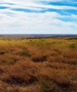 Western Trails Native Grass Seed Mix