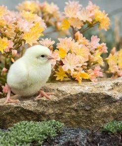 Little Peach Lewisia
