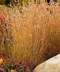 Little Prairie Native Wildflower Seed Mix -Outdoor Garden Care Shop little prairie mix blue grama grass bouteloua gracilis