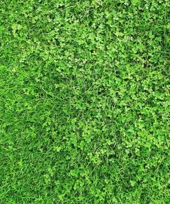 Microclover & Low-Water Lawn Seed Mix -Outdoor Garden Care Shop low work water microclover 3