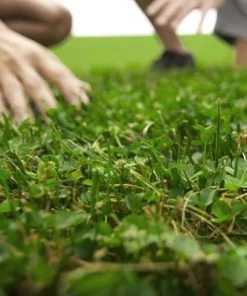 Microclover & Low-Water Lawn Seed Mix