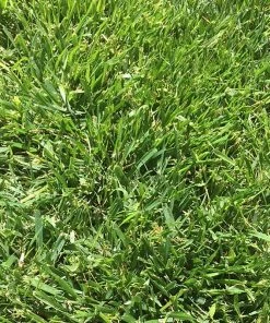 Low Work And Water Dwarf Fescue Grass Seed