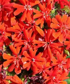 Maltese Cross (Silene) 4 Maltese Cross (Silene) -Outdoor Garden Care Shop lychnis chalcedonica 2
