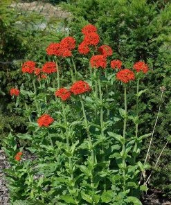 Maltese Cross (Silene) 5 Maltese Cross (Silene) -Outdoor Garden Care Shop lychnis chalcedonica 3