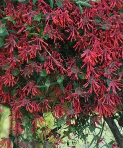 Hummingbird Attracting Collection For The East & Midwest -Outdoor Garden Care Shop major wheeler honeysuckle red flowers