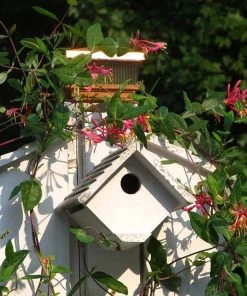 Major Wheeler Honeysuckle Vine -Outdoor Garden Care Shop major wheeler honeysuckle vine b