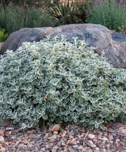 Silver Edged Horehound (Marrubium) -Outdoor Garden Care Shop marrubium rotundifolium david winger1 plant select cropped