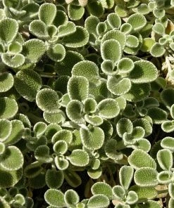 Silver Edged Horehound (Marrubium)