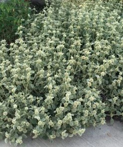Silver Edged Horehound (Marrubium) -Outdoor Garden Care Shop marrubium rotundifolium silver edged horehound cindy jewell 3