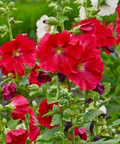 Mars Magic Single Hollyhock -Outdoor Garden Care Shop mars magic single hollyhock alcea rosea walters garden flowers