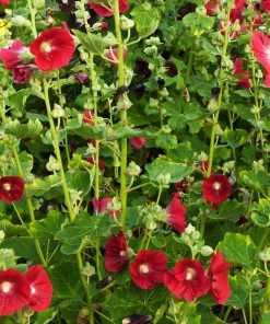 Mars Magic Single Hollyhock
