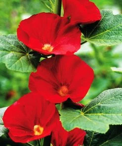 Mars Magic Single Hollyhock -Outdoor Garden Care Shop mars magic single hollyhock alcea mars magic