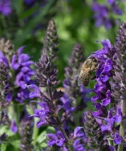 May Night Salvia 7 May Night Salvia -Outdoor Garden Care Shop may night savlia bee