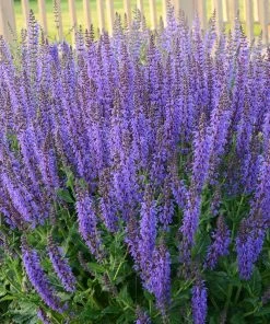 May Night Salvia 6 May Night Salvia -Outdoor Garden Care Shop may night savlia walters gardens