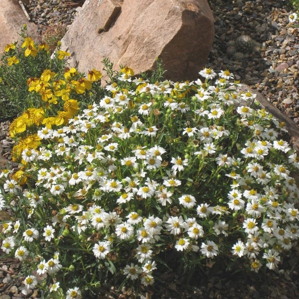 Blackfoot Daisy (Melampodium) 2 Blackfoot Daisy (Melampodium) - Image 2