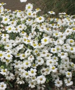 Blackfoot Daisy (Melampodium) 7 Blackfoot Daisy (Melampodium) -Outdoor Garden Care Shop melampodium leucanthemum 82609 1