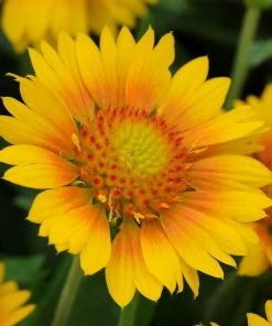 Mesa™ Peach Gaillardia