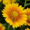 Gaillardia Collection (Blanket Flower)