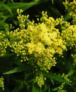 Little Lemon Goldenrod (Solidago)