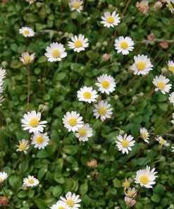 Serene Shade Pre-Planned Garden 17 Serene Shade Pre-Planned Garden -Outdoor Garden Care Shop mini mat daisy