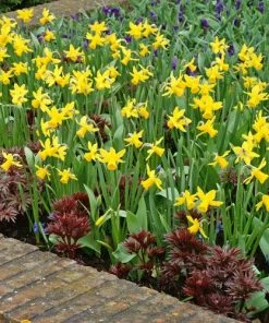 Tete-a-Tete Miniature Daffodil