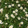Miniature Mat Daisy (Bellium)
