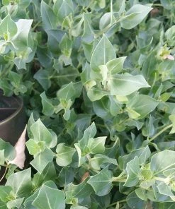 Wild Four O'Clock (Mirabilis) -Outdoor Garden Care Shop mirabilis multiflora foliage cropped