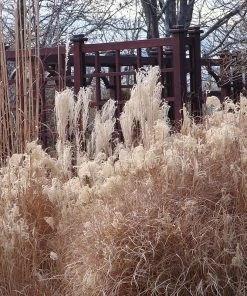 Gracillimus Miscanthus Grass -Outdoor Garden Care Shop miscanthus ornamental grass winter