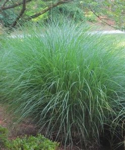 Gracillimus Miscanthus Grass -Outdoor Garden Care Shop miscanthus gracillimus hni 02 cropped
