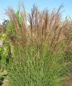 Gracillimus Miscanthus Grass -Outdoor Garden Care Shop miscanthus gracillimus hni 03 cropped
