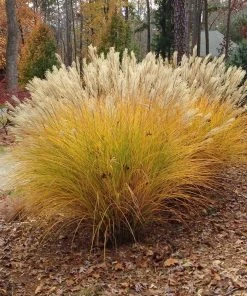 Gracillimus Miscanthus Grass