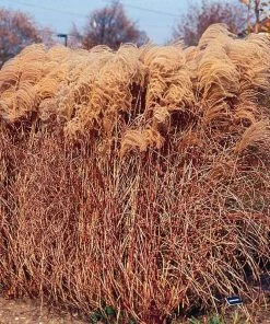 Gracillimus Miscanthus Grass -Outdoor Garden Care Shop miscanthus gracillimus walters gardens cropped