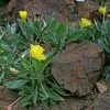 Missouri Evening Primrose